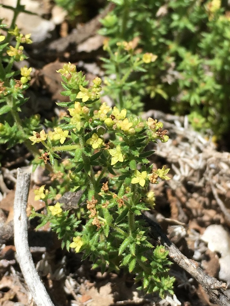 Hardham's Bedstraw photo 8