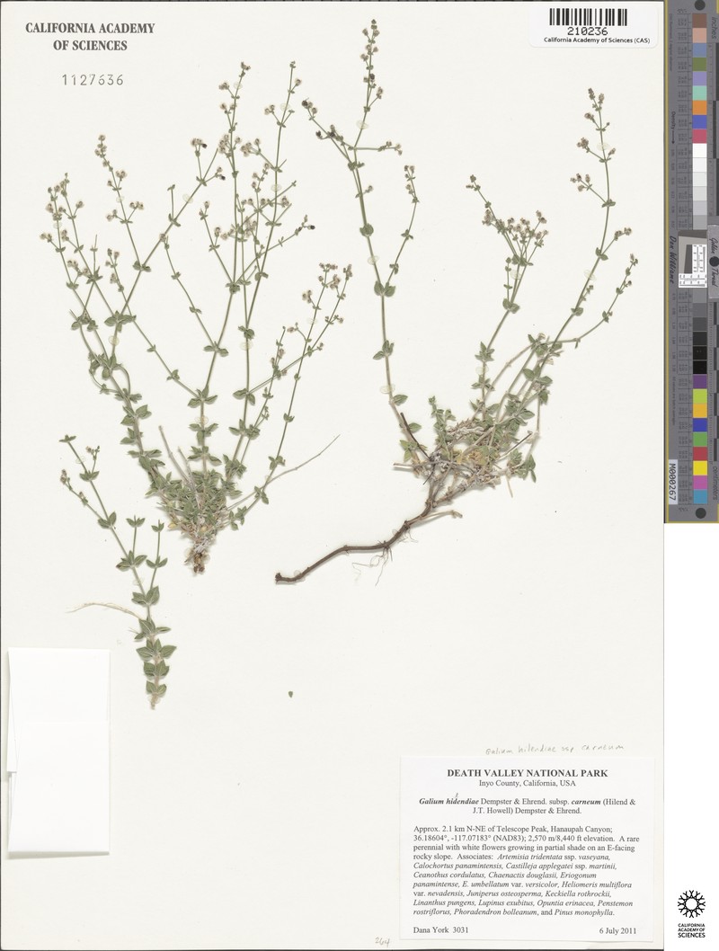 Galium hilendiae subsp. carneum