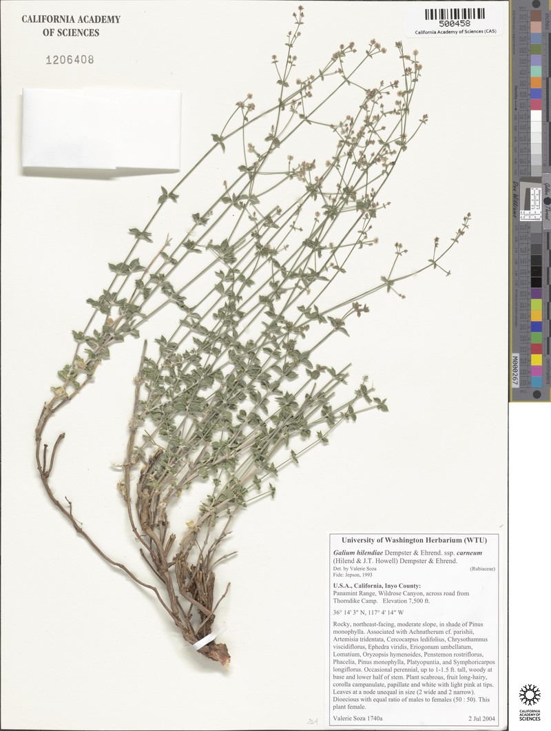 Galium hilendiae subsp. carneum photo 2