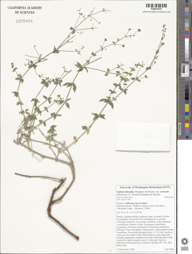 Galium hilendiae subsp. carneum photo 3