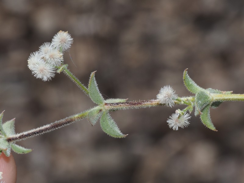Galium hilendiae subsp. hilendiae