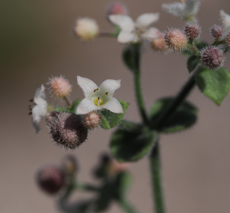 Galium hilendiae subsp. hilendiae photo 2