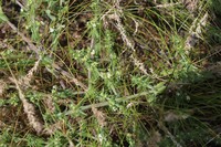 Spreading Bedstraw