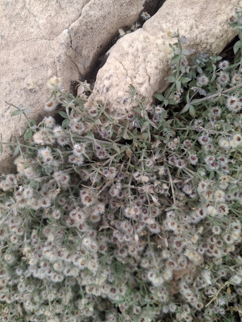 Galium hypotrichium subsp. hypotrichium
