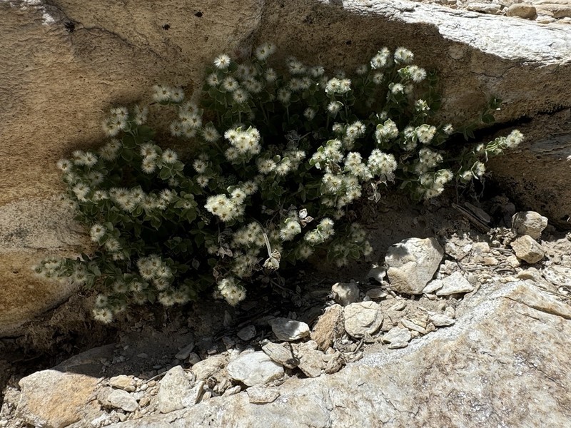 Galium hypotrichium subsp. hypotrichium photo 2