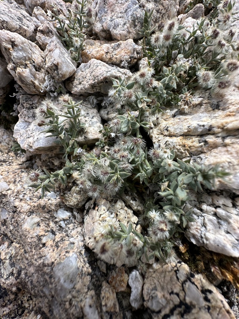 Galium hypotrichium subsp. hypotrichium photo 3