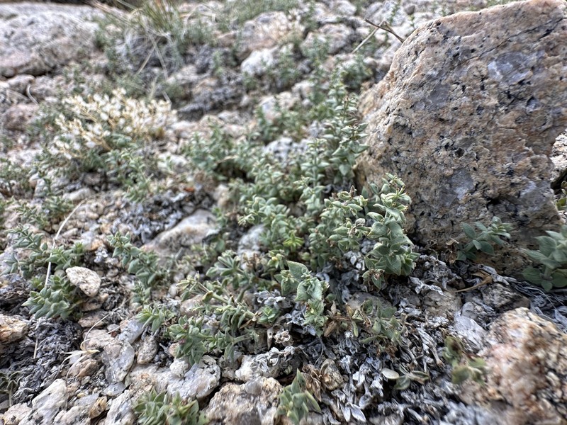 Galium hypotrichium subsp. hypotrichium photo 4
