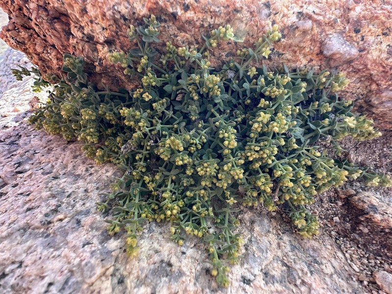 Galium hypotrichium subsp. hypotrichium photo 5