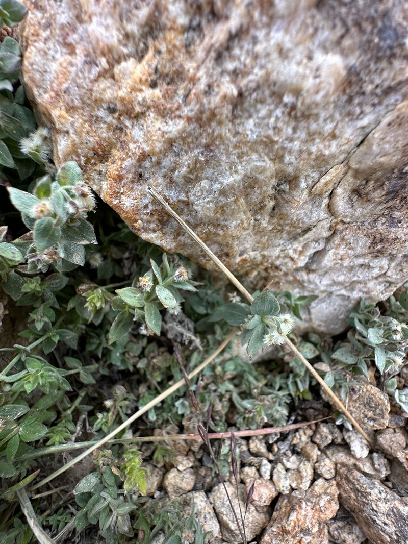 Galium hypotrichium subsp. hypotrichium photo 6