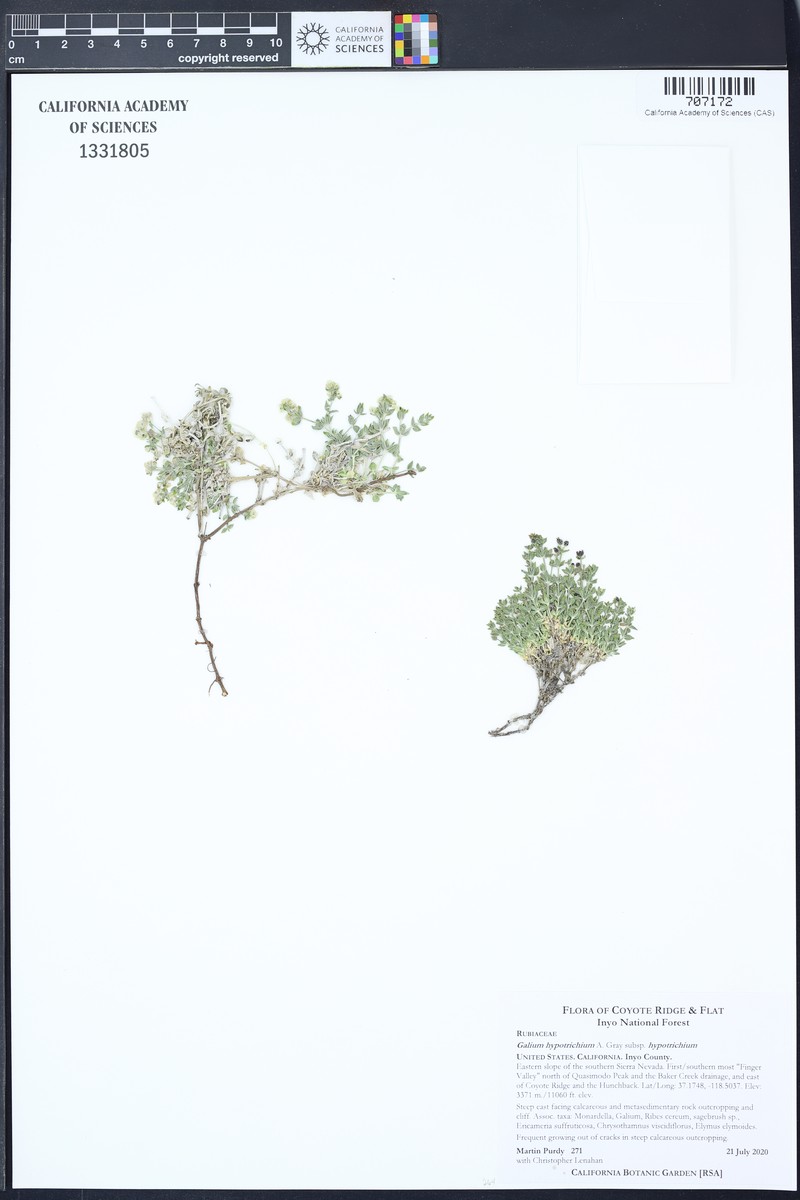 Galium hypotrichium subsp. hypotrichium photo 7