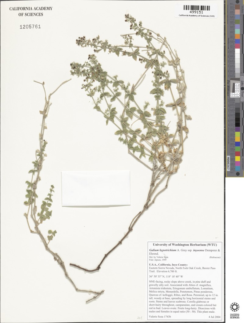 Galium hypotrichium subsp. inyoense