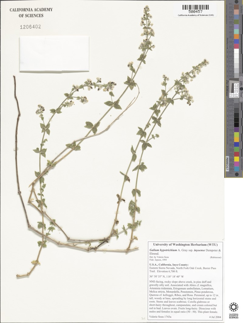 Galium hypotrichium subsp. inyoense photo 2