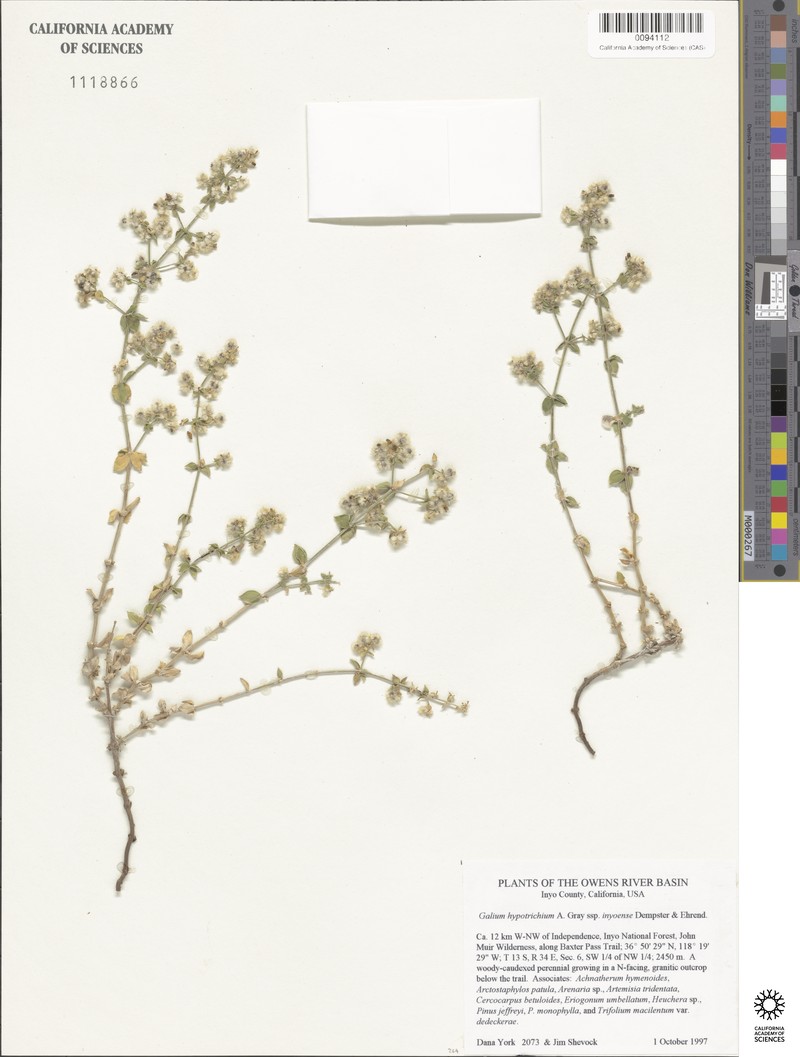 Galium hypotrichium subsp. inyoense photo 3