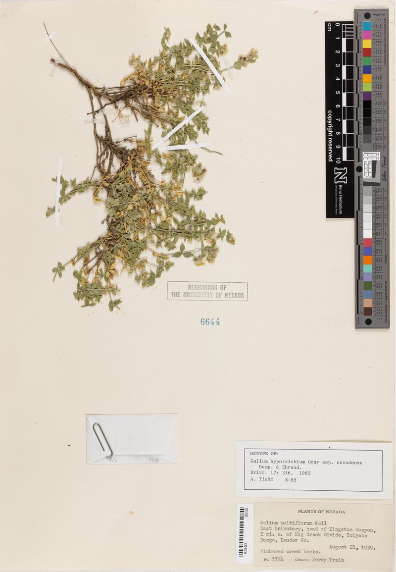 Galium hypotrichium subsp. nevadense