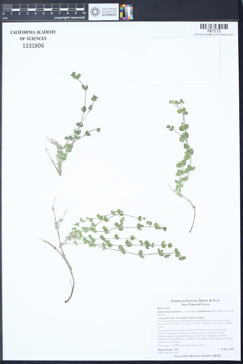 Galium hypotrichium subsp. subalpinum