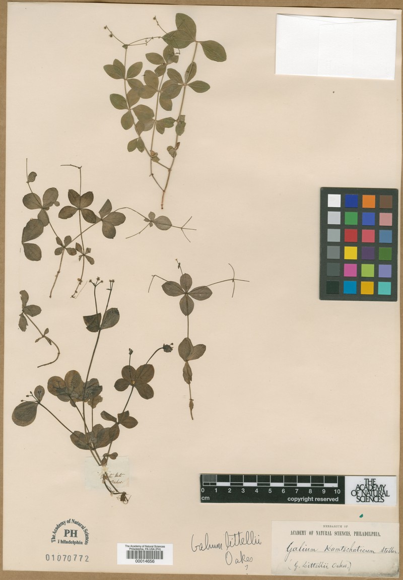 Galium kamtschaticum var. kamtschaticum