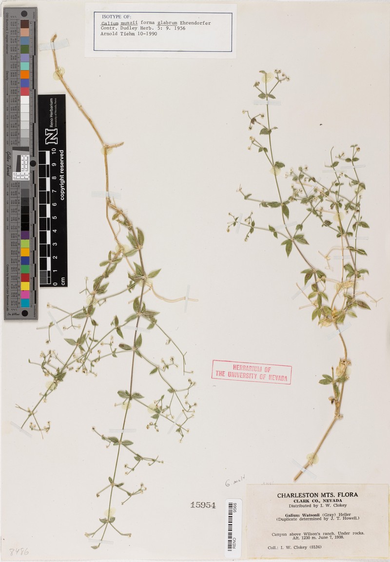 Largeleaf Bedstraw