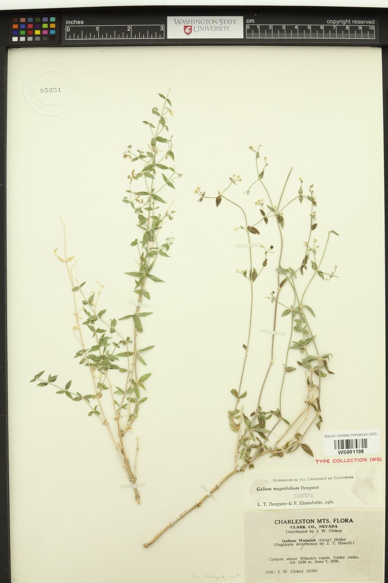 Largeleaf Bedstraw photo 2