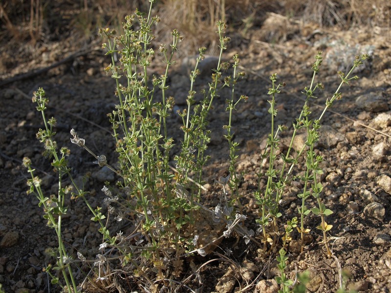 Bushy Bedstraw