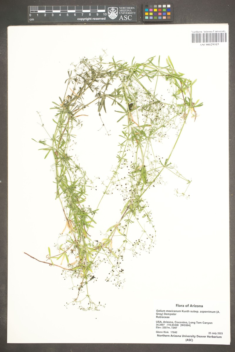 Galium mexicanum subsp. asperrimum