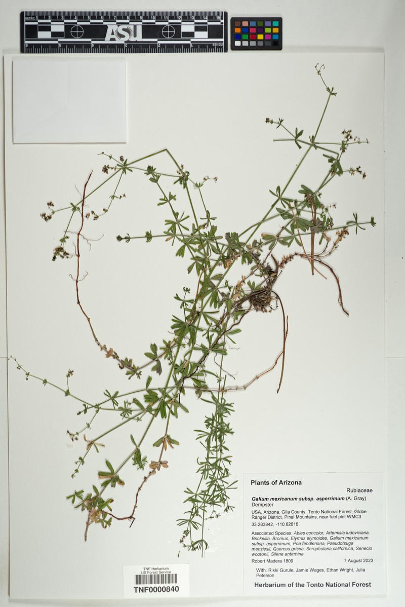 Galium mexicanum subsp. asperrimum photo 2