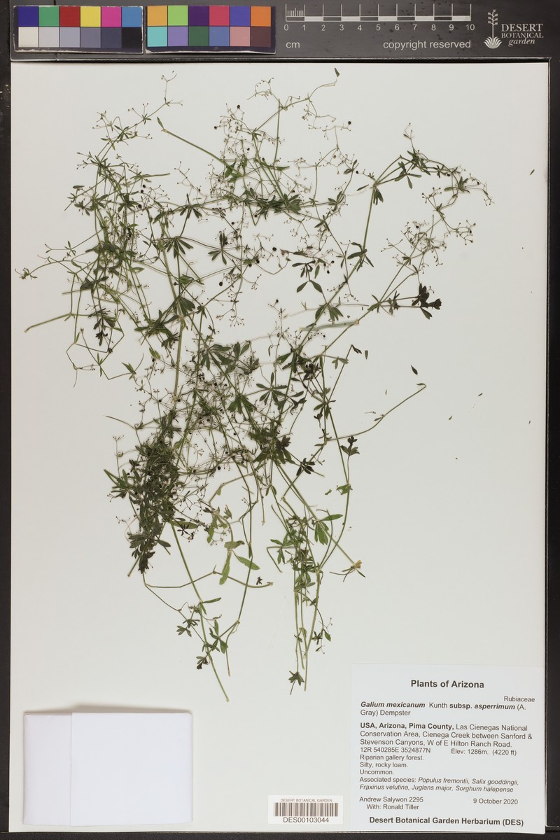 Galium mexicanum subsp. asperrimum photo 3