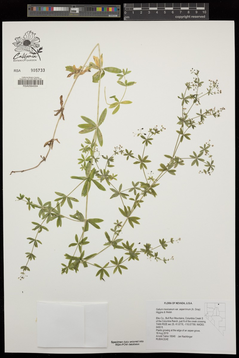 Galium mexicanum subsp. asperrimum photo 4