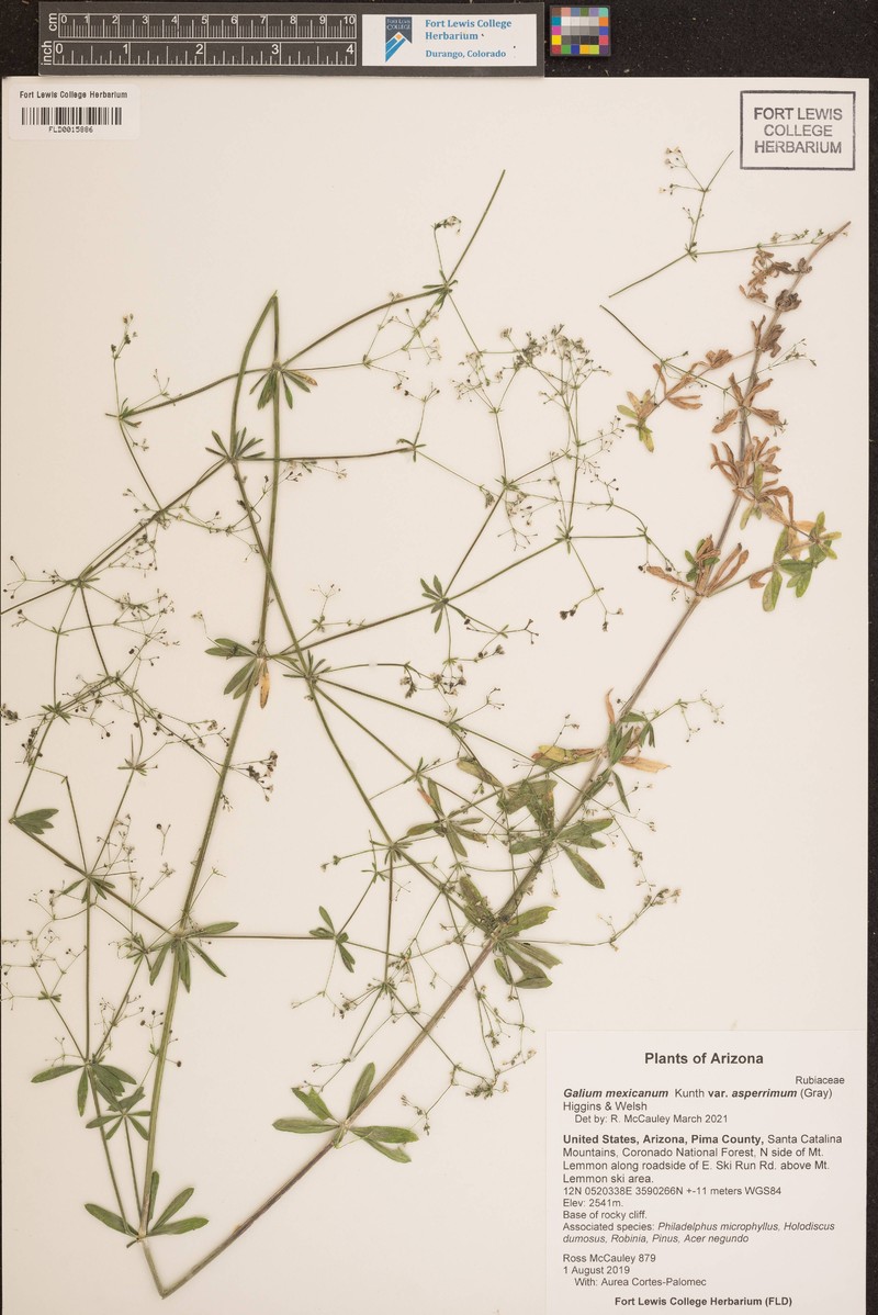 Galium mexicanum subsp. asperrimum photo 5
