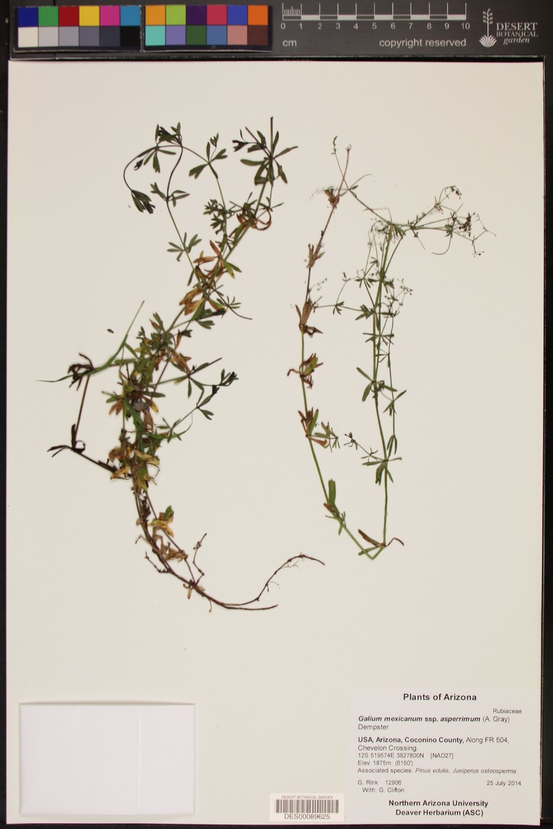 Galium mexicanum subsp. asperrimum photo 6