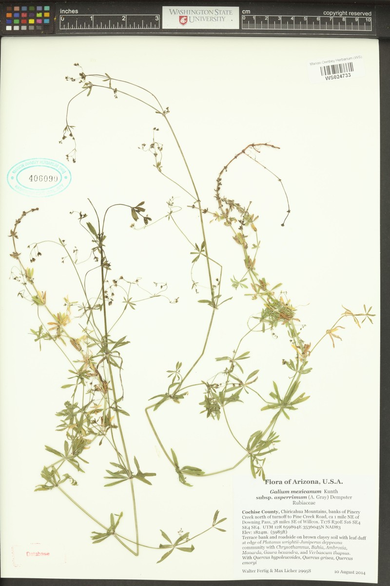 Galium mexicanum subsp. asperrimum photo 7