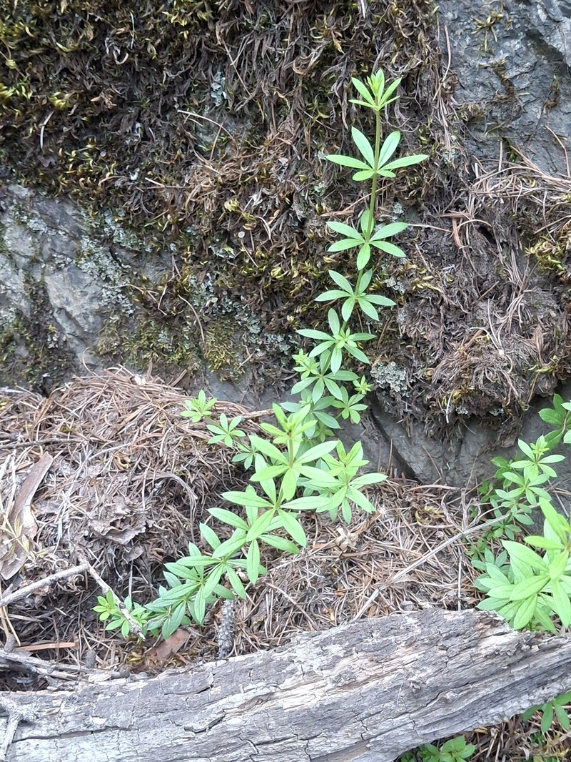 Galium mexicanum subsp. asperulum