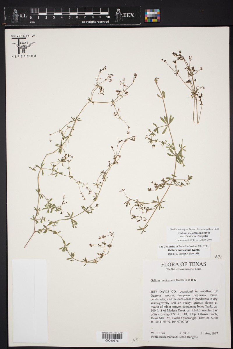 Galium mexicanum subsp. flexicum