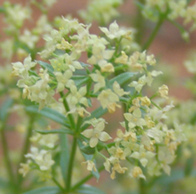 Shrubby Bedstraw