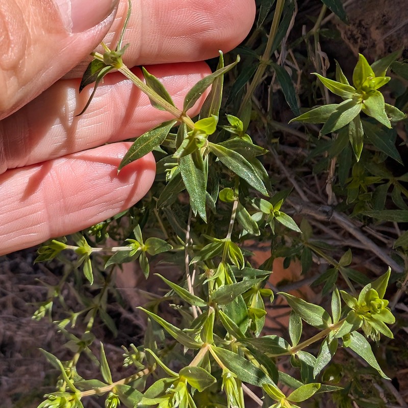 Galium munzii subsp. ambivalens