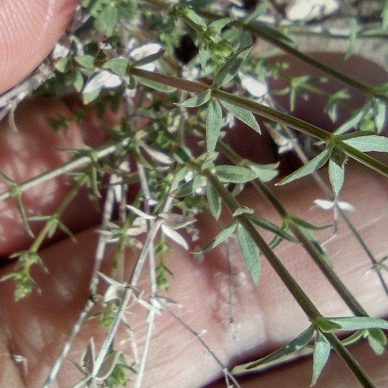 Galium munzii subsp. ambivalens photo 2