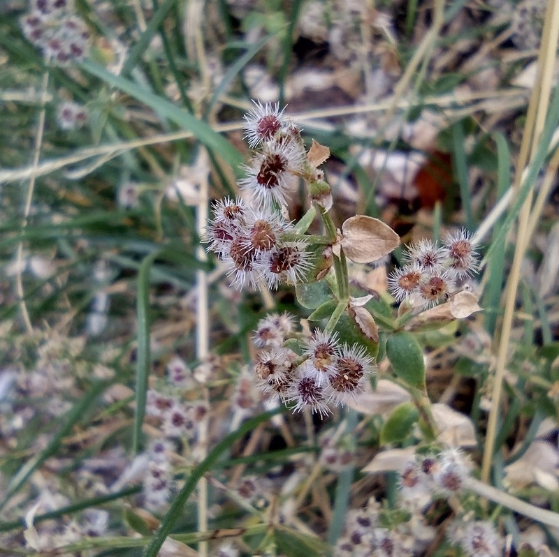 Galium munzii subsp. ambivalens photo 3
