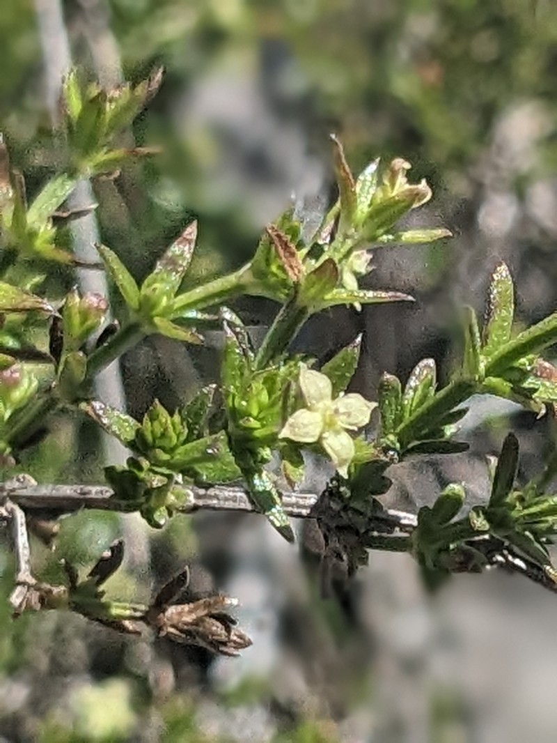 Galium nuttallii subsp. insulare