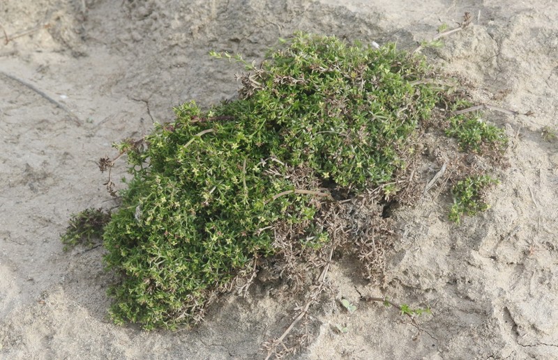 Galium nuttallii subsp. insulare photo 2
