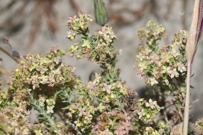 Galium nuttallii subsp. insulare photo 3