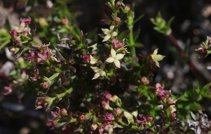 Galium nuttallii subsp. insulare photo 5