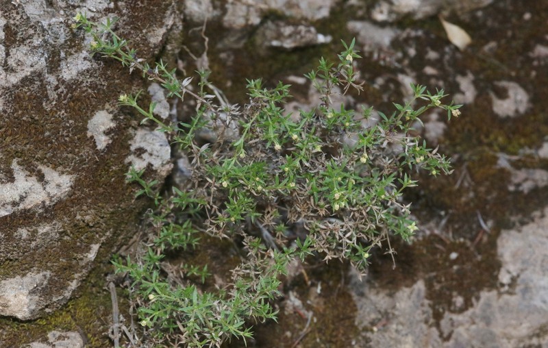 Galium nuttallii subsp. insulare photo 6