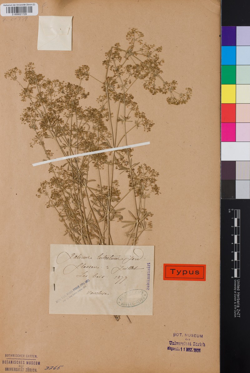 Galium obliquum subsp. obliquum