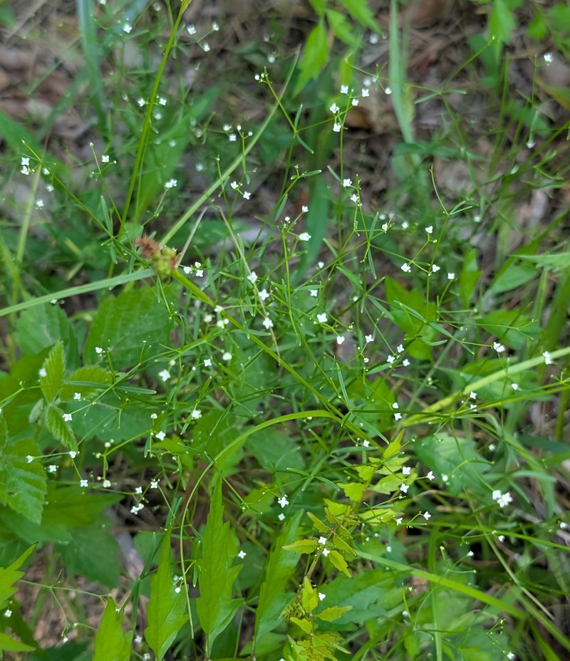 Galium obtusum subsp. filifolium