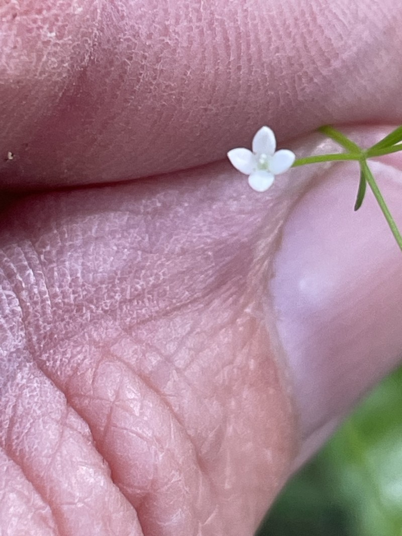Galium obtusum subsp. filifolium photo 2
