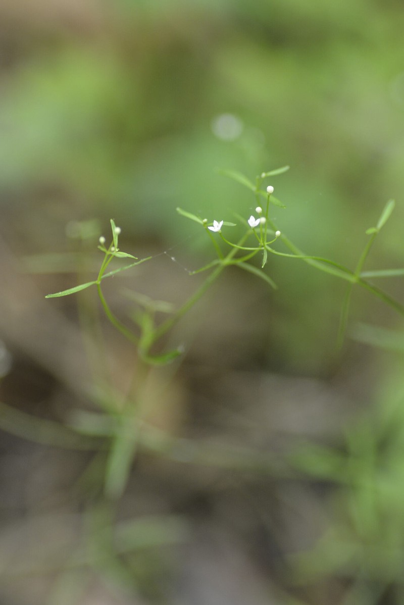 Galium obtusum subsp. filifolium photo 3