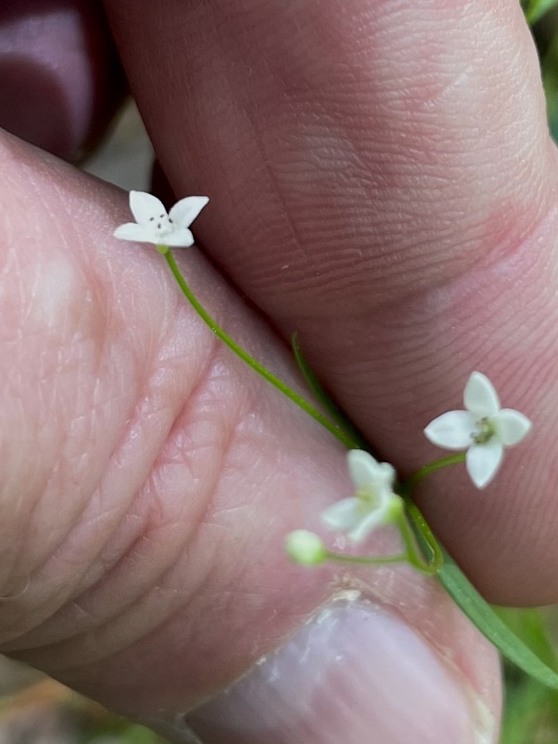 Galium obtusum subsp. filifolium photo 4