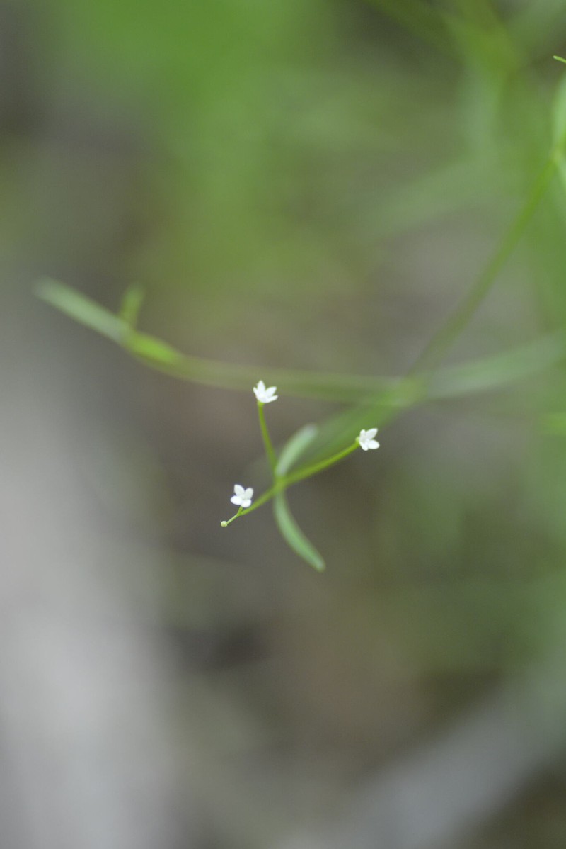 Galium obtusum subsp. filifolium photo 5