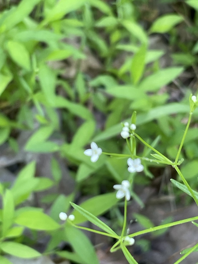 Galium obtusum subsp. filifolium photo 6