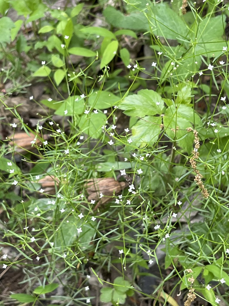 Galium obtusum subsp. filifolium photo 7