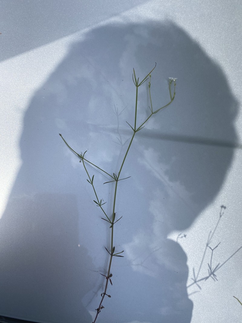 Galium obtusum subsp. filifolium photo 8